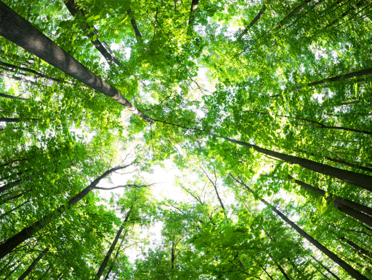 Trees-seen-from-below