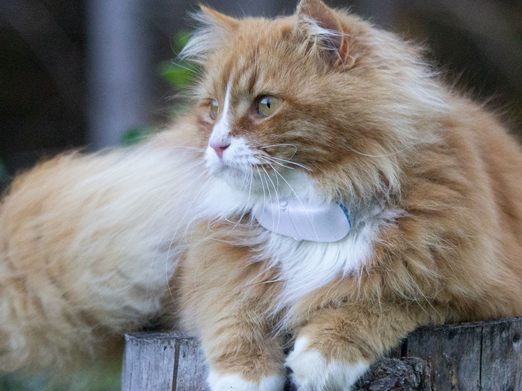 long-haired cat with a collar