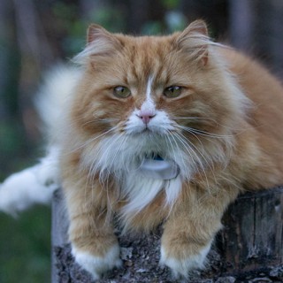 Jesperpus is relaxing on a tree trunk.