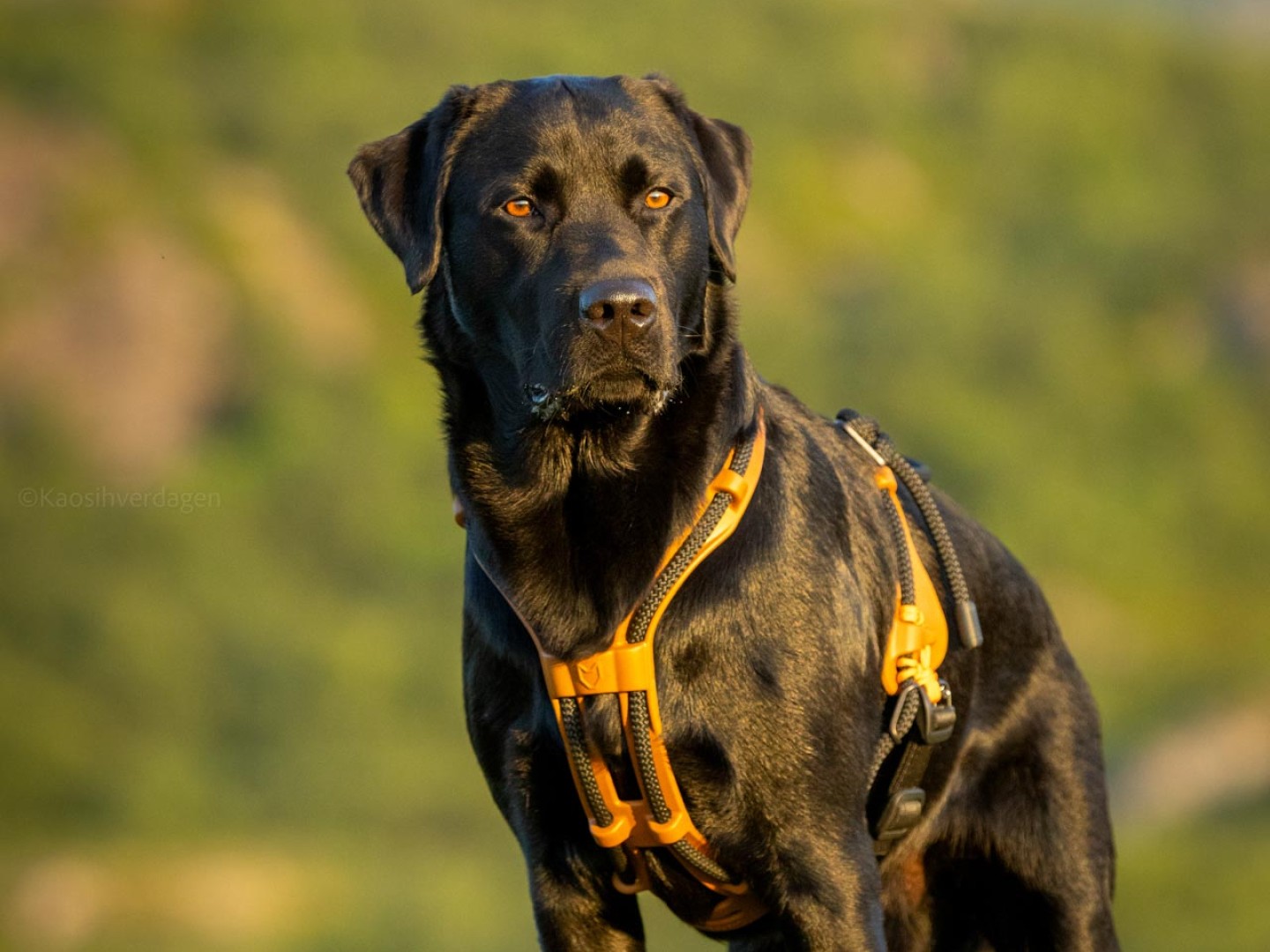 Hund med Canion-hundesele